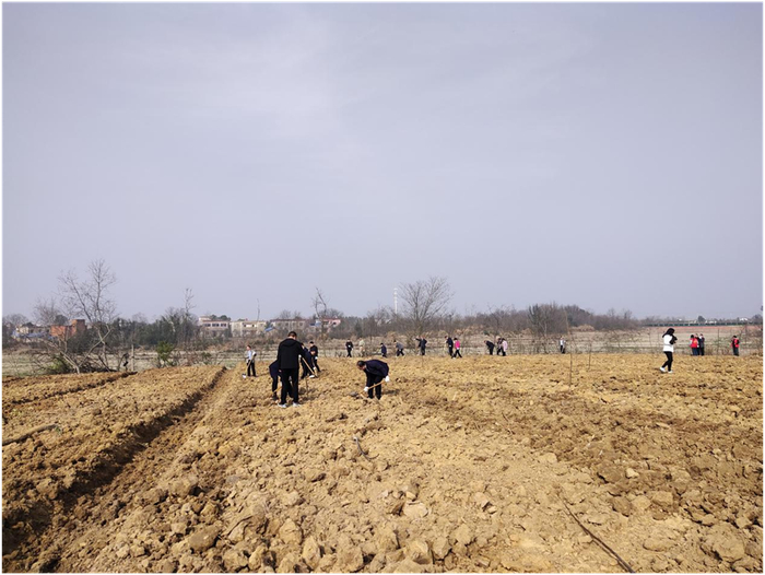 怀宁县高河镇:三月春风好时节 植树添绿正当时|怀宁县|植树|薄壳_新浪