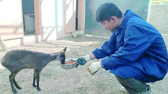 【祖国好 家乡美】林麝养殖闯新路 致富道上香飘飘