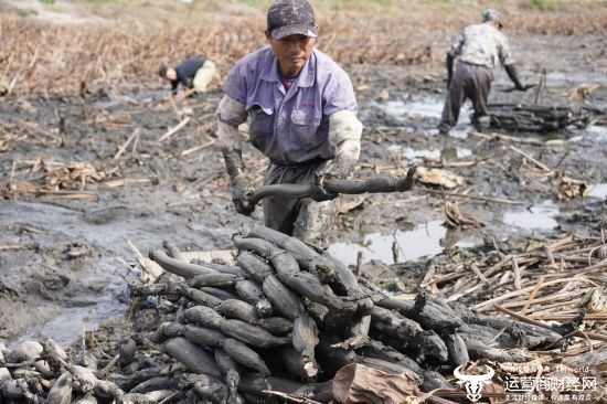 传统的挖藕方式是用锹挖泥藕。受访者供图