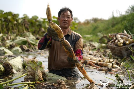 挖藕人每年从9月工作到次年4月。受访者供图