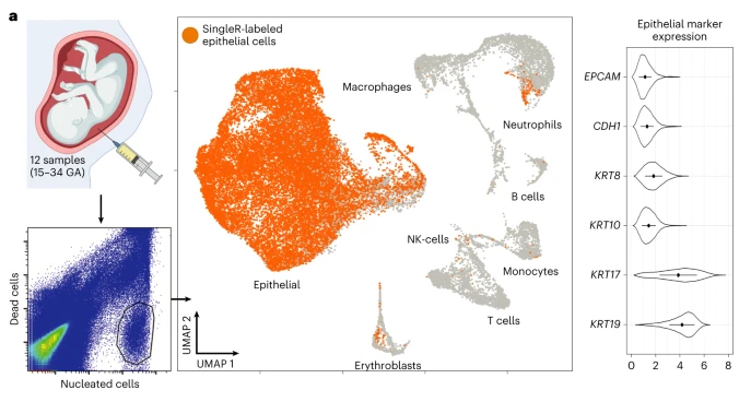 活细胞收集与研究示意图。