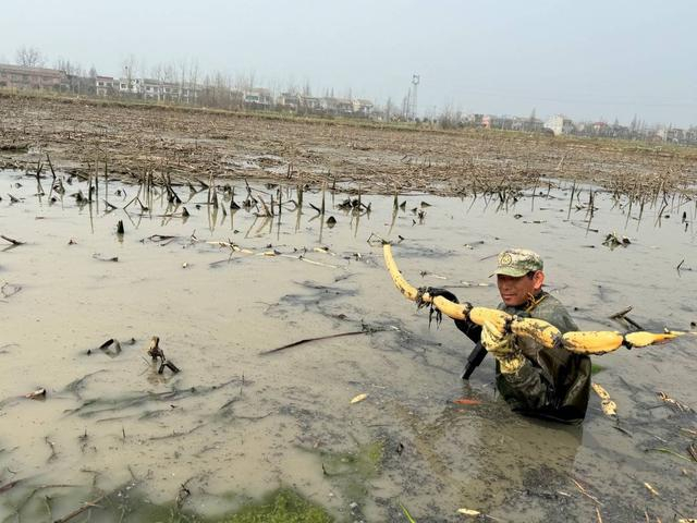 赵道凯挖出这一天最长的一根莲藕。刘浩 摄 