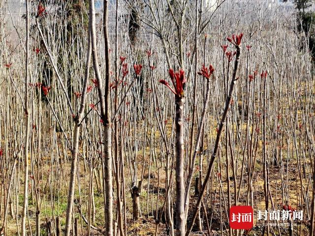 大竹香椿迎来采摘季。曾业 摄