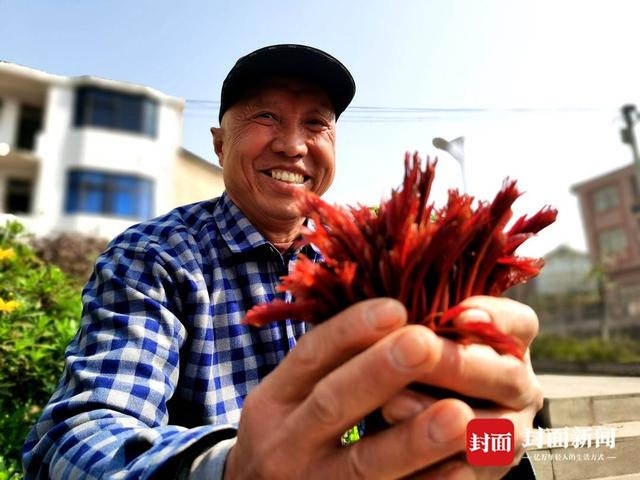 冯仁平介绍大竹香椿。曾业 摄