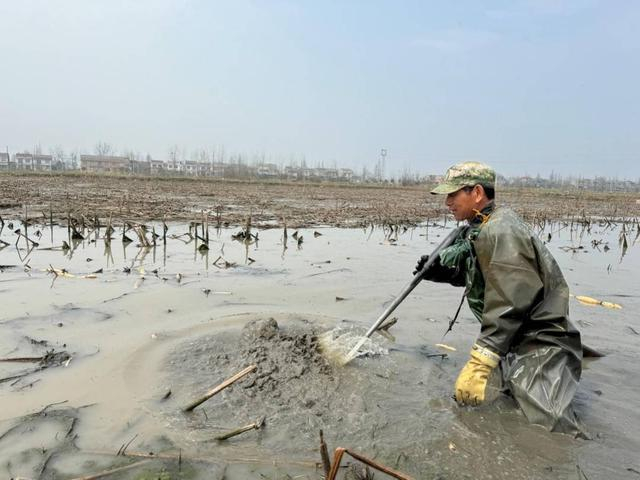 赵道凯扛着水泵下水准备打藕。刘浩 摄 