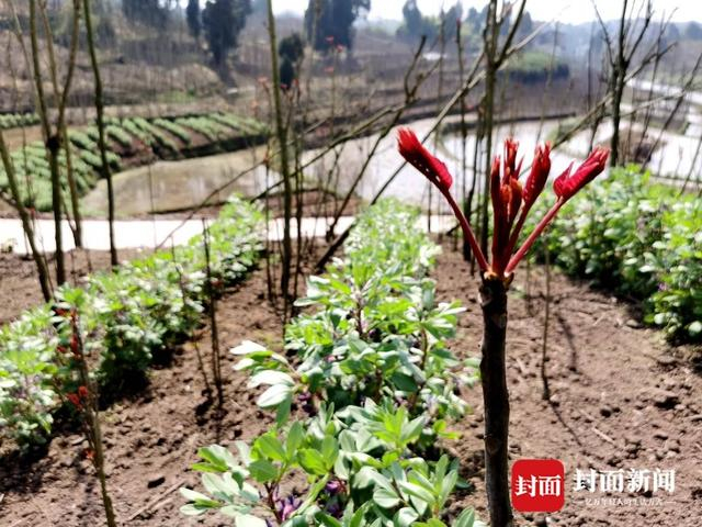 香椿套种胡豆。曾业 摄