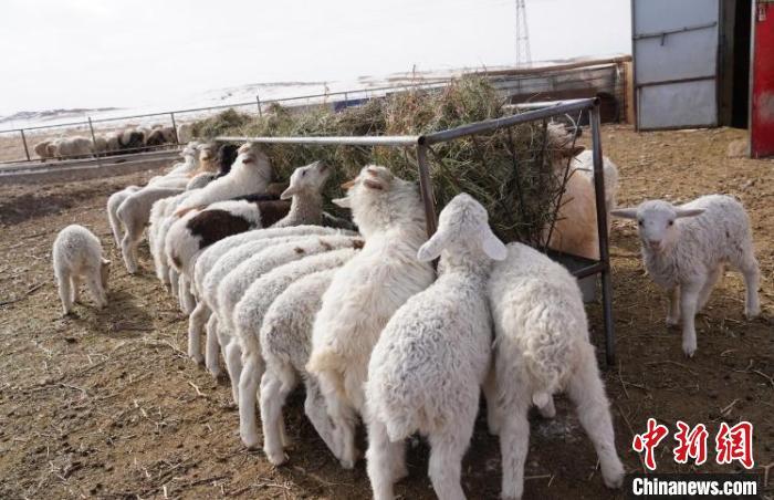 图为图门达来家的小羊羔们正在吃草。苏日娜摄