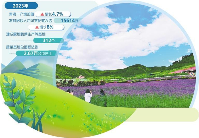     青海省西宁市大通县边麻沟花海景区。（资料图片）