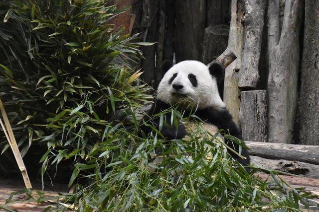 大熊猫花花实拍图