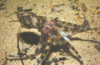 图为蓝环章鱼。