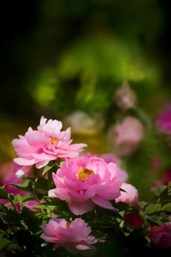 秦皇岛|北戴河区|新世纪公园_新浪新闻