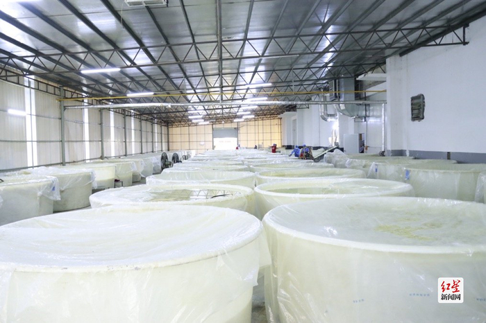 酸笋存储仓库中整齐排列的小型腌制缸。 摄影：李健全