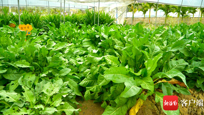 基地内的食叶草。记者 余育桑 摄