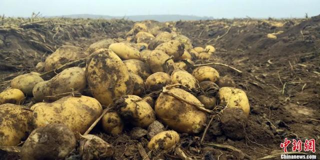 图为甘肃定西田间地头，刚挖出来的定西土豆。魏建军 摄