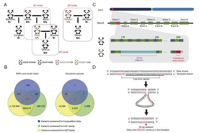  图2：棕色熊猫家族三重奏和候选Bace2缺失突变