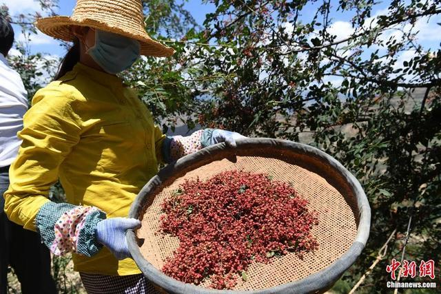 图为地处秦巴山区的甘肃陇南市武都区迎来花椒收获季节。杨艳敏 摄