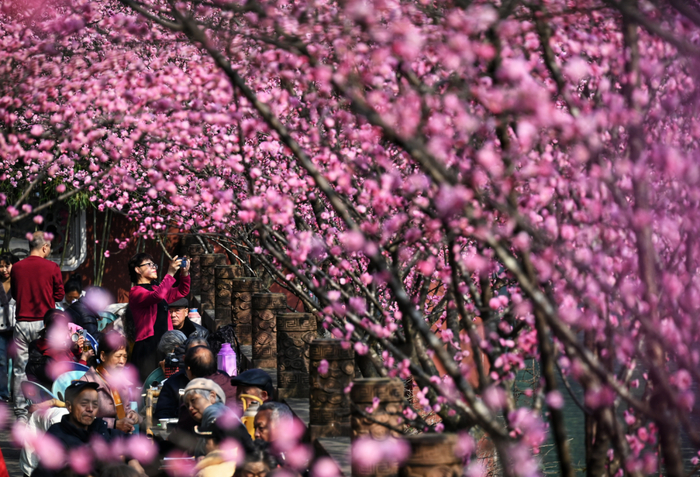 ▲市民在望江楼公园边喝茶边赏梅 摄影：王效