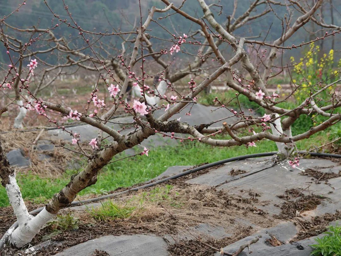 拍摄于2024年3月15日 地点：“花果田园·现代农业示范基地”内