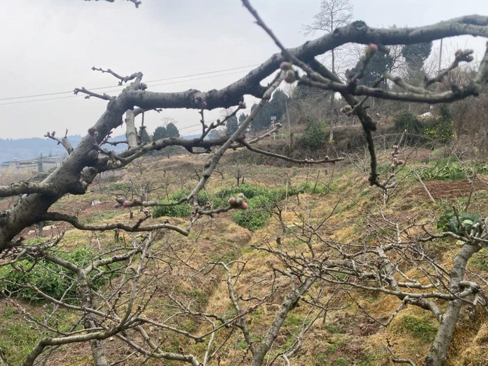 拍摄于2024年3月15日 地点：桃花故里景区内