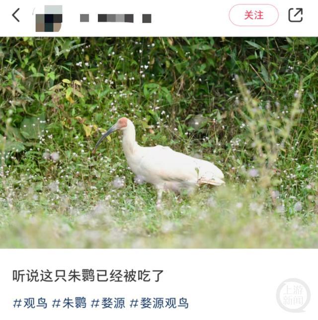 观鸟爱好者发帖称,朱鹮被捕猎。网页截图