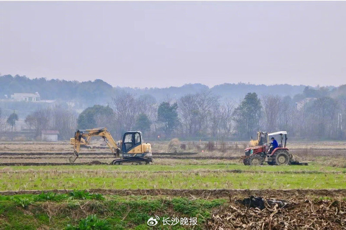 位于长沙县青山铺镇洪河村的万亩粮食生产示范片里，高标准农田建设如火如荼。长沙晚报通讯员 杨源 摄