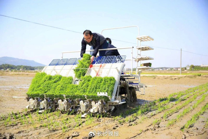 在长沙县青山铺镇梅数村，农户在插秧机帮助下完成插秧。长沙晚报通讯员 曾诗怡 摄