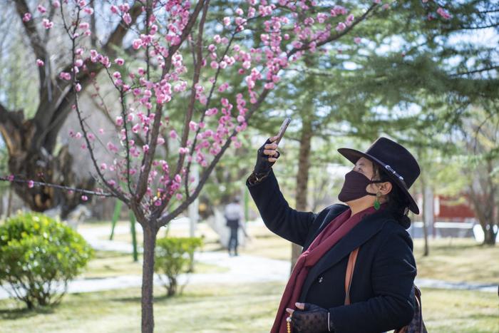 3月15日，群众在宗角禄康公园赏花、拍照。新华网 旦增努布 摄