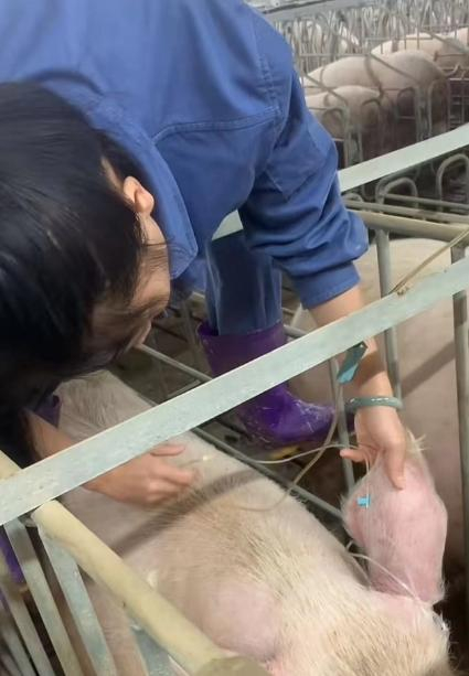 给猪打针输液 视频截图