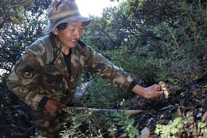 雅江村民在采摘松茸 /图源：新华社