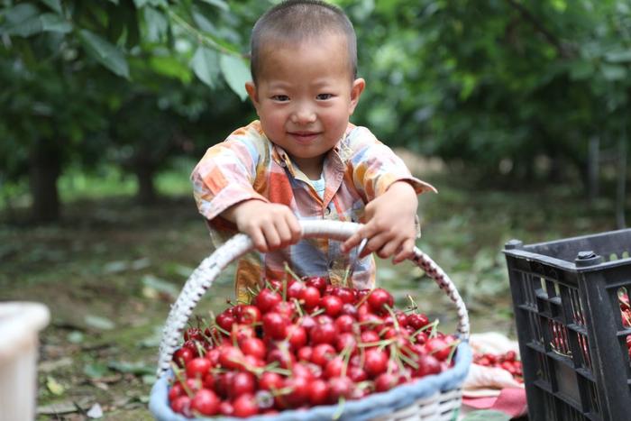 2020年6月20日，在天水市秦州区藉口镇的一处果园里，孩子在玩耍。新华社记者 多蕾 摄