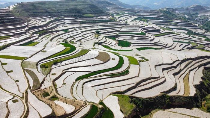 2022年5月17日拍摄的天水市武山县马力镇万亩玉米种植基地景象（无人机照片）。新华社记者 姜伟超 摄
