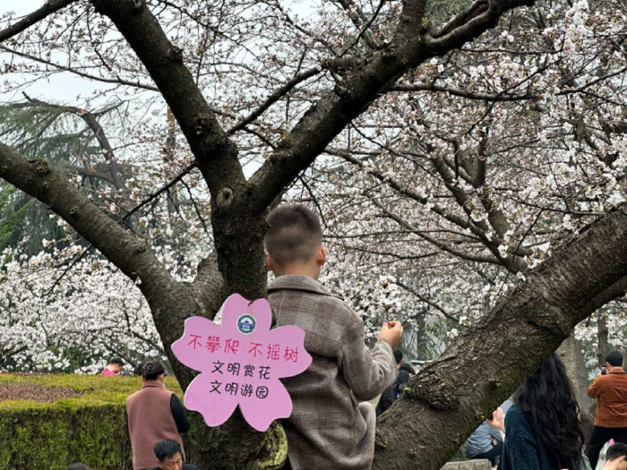一名小孩爬上了武汉大学的樱花树，树上挂着“不攀爬 不摇树”的提示牌。（图/受访者提供）          