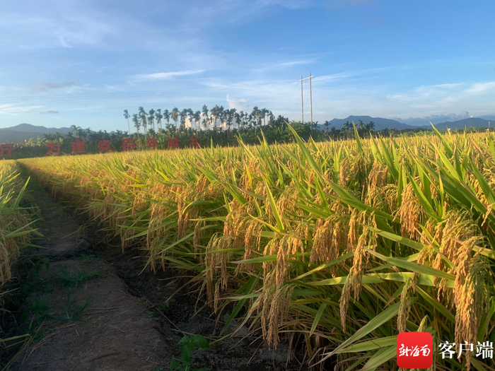 三亚市崖州区杂交水稻双季亩产3000斤试验基地。记者 利声富 摄