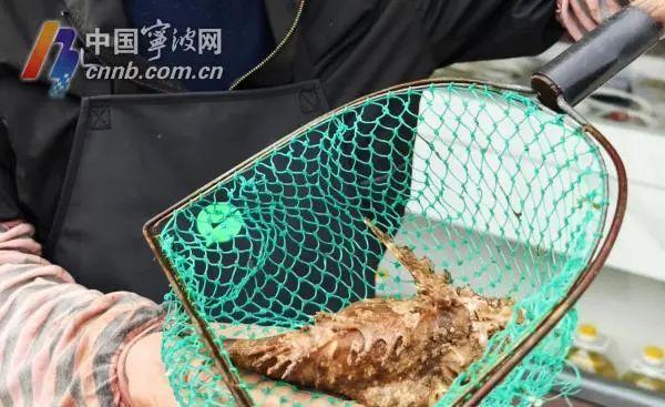 鱼头像龙又像虎！宁波渔民捕到一条长相奇特的“怪鱼”