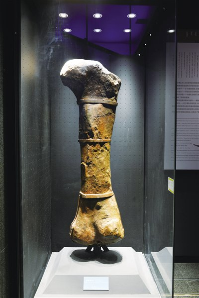 揭秘恐龙"巨无霸"|内蒙古博物馆|内蒙古|恐龙_新浪新闻