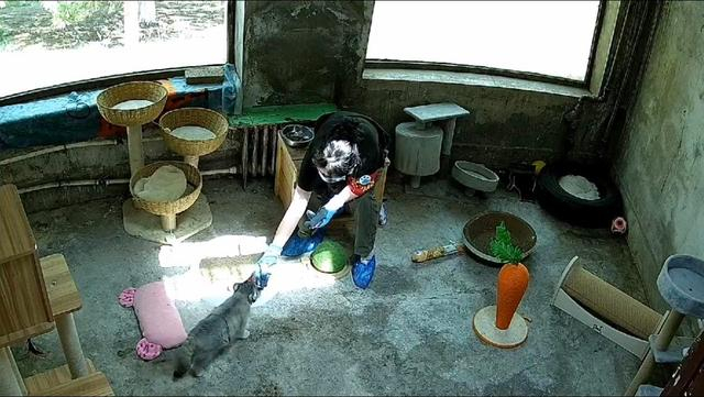 ▲饲养员正在喂养“狲大娘”。图据西宁野生动物园