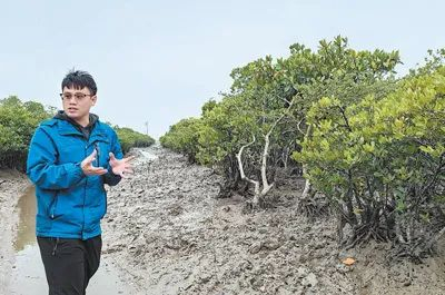 韦杰在介绍红树林的生态功能。记者邓建胜 摄