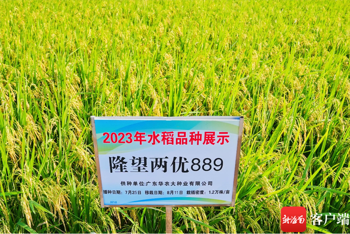 三亚市崖州区种植的“海南好米”品种。记者 利声富 摄