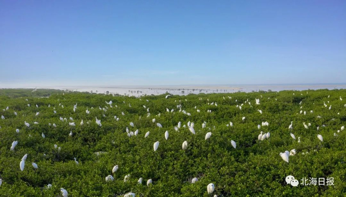 红树林，白鹭的天堂。许振国 摄（资料图）