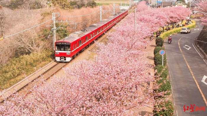 ▲樱花观光路线