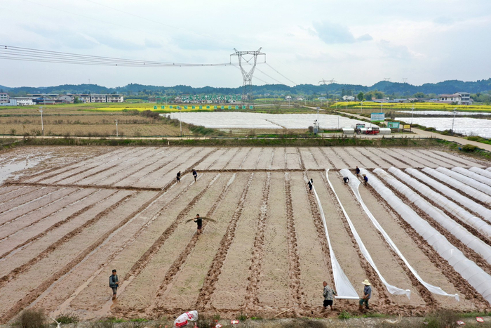 安居区三家大米现代农业园区。