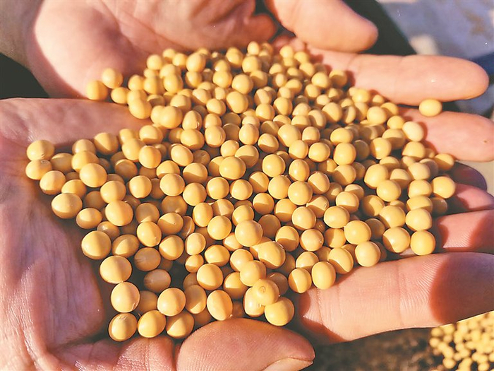 嫩江农场 奏响备耕"进行曲"|大豆|嫩江|农场_新浪新闻