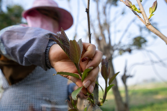 云南省德宏傣族景颇族自治州芒市的村民采摘厚壳树的新芽（3月17日摄）。  新华社发 （张仁韬 摄）