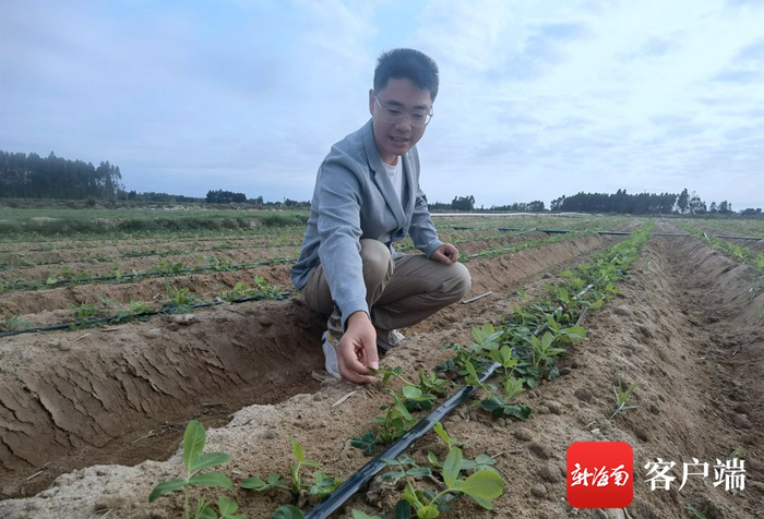  邢洁洁在田间地头查看七彩花生的长势。记者 李绍远 摄
