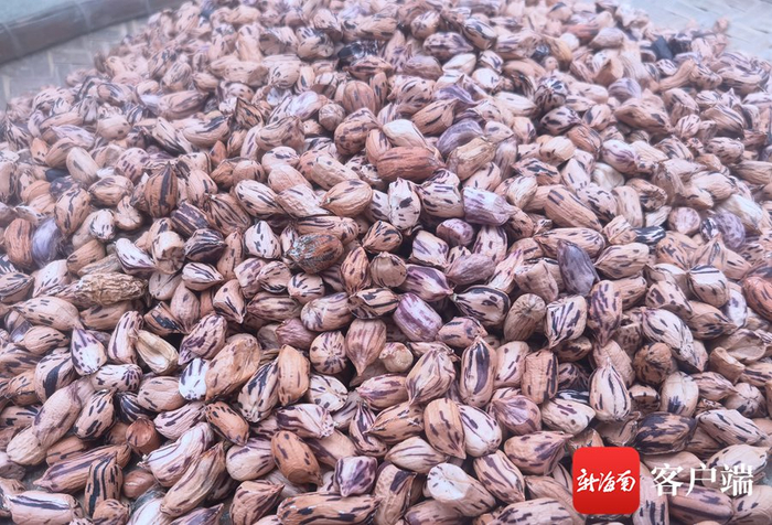  七彩花生种子。记者 李绍远 摄