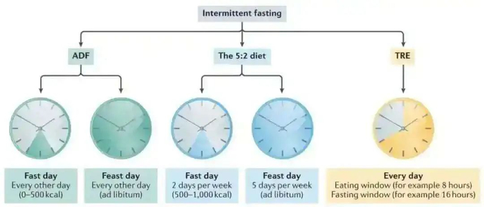 三种常见轻断食方法（https://doi.org/10.1038/s41574-022-00638-x）