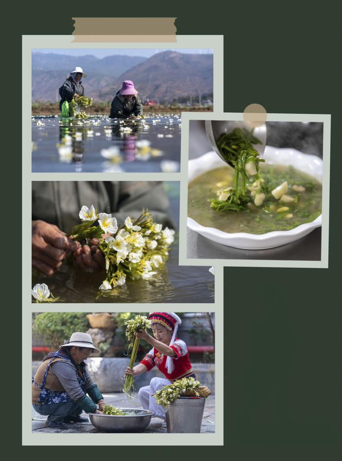 海菜花在大理白族自治州洱源县被采收、制作成美食——海菜芋头汤。 新华社发（罗新才 摄）