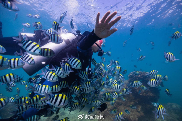 资料图片 图据三亚潜水发布微信公众号