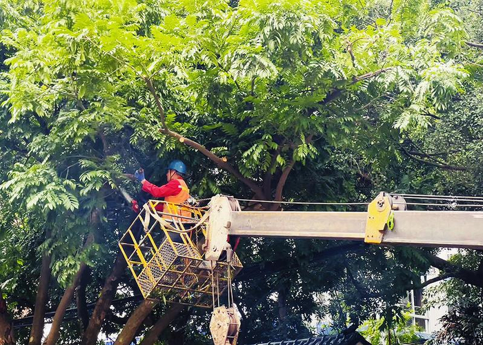     园林工人修剪树木枯枝    本报记者宋延康 摄