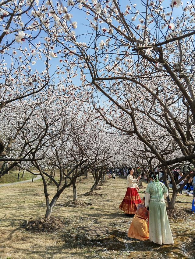 盛装华服同框。徐瑞哲 摄